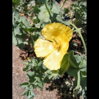 Glaucium Corniculatum (ss-esp Corniculatum) (fam Papaveracees) (sud et centre de l'Europe) (02)